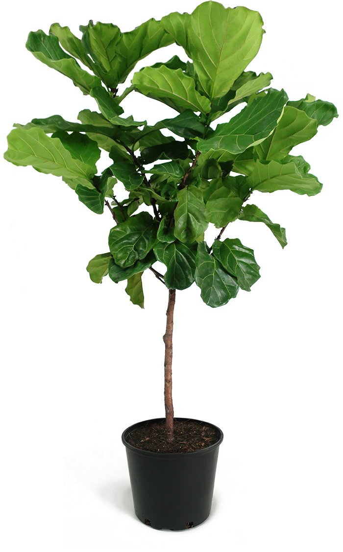 Ficus Lyrata Large Standard 