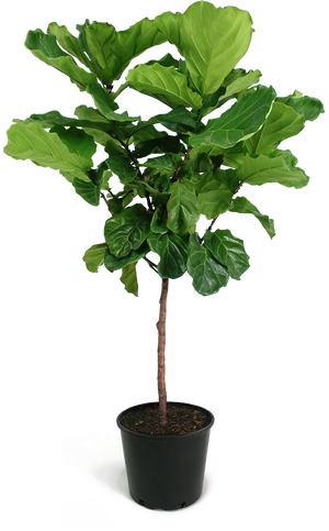 Ficus Lyrata Large Standard 