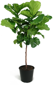 Ficus Lyrata Large Standard 