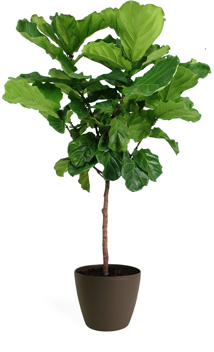Ficus Lyrata Large Standard