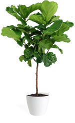 Ficus Lyrata Large Standard