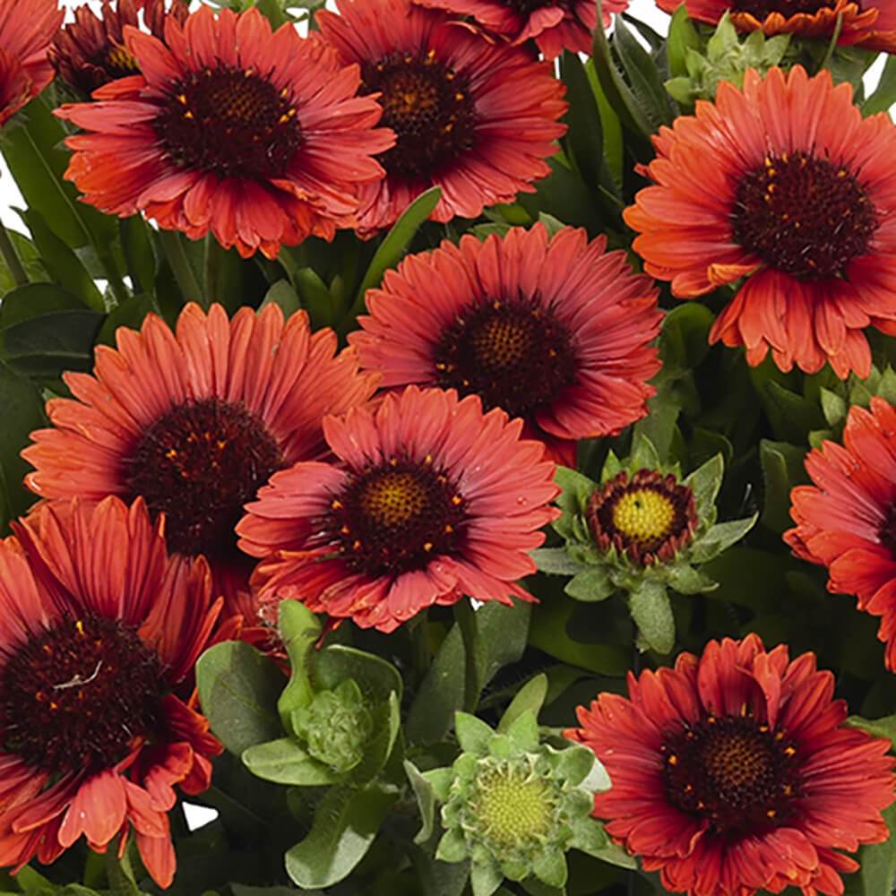 Gaillardia Spintop Red