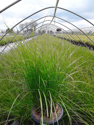 Miscanthus Maiden Grass