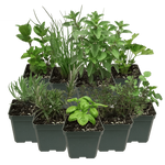 Herb Plant Pack