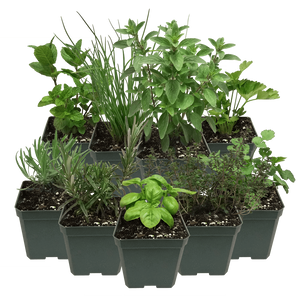 Herb Plant Pack