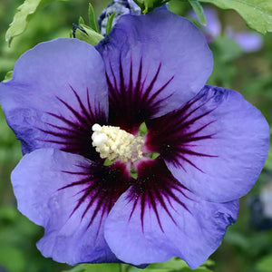 Hibiscus Hawaii
