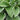 Hosta Francee