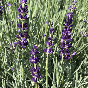 Lavender Big Time Blue