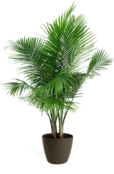 Majesty Palm Houseplant – Chelsea Garden Center