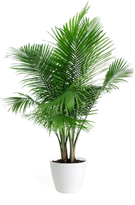 Majesty Palm Large