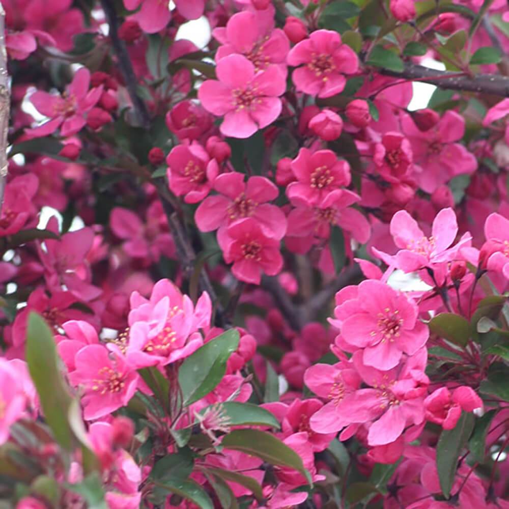Crabapple Prairifire