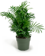 Neanthe Bella Palm Small