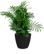 Neanthe Bella Palm Small