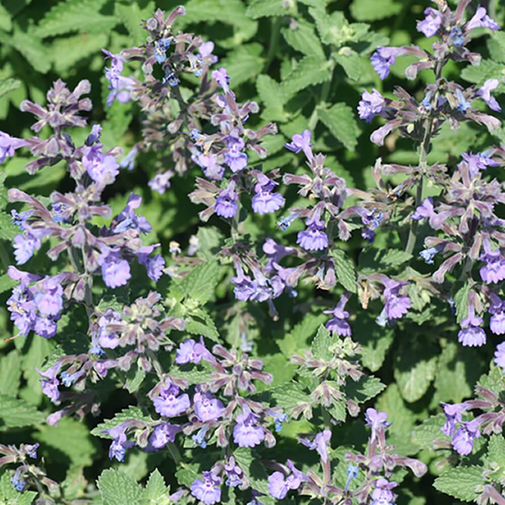 Nepeta Walkers Low