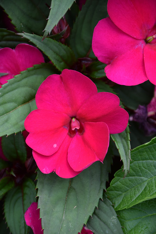 New Guinea Impatiens Bright Pink Pack of 4