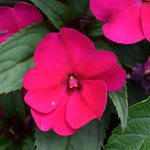 New Guinea Impatiens Bright Pink Pack of 4