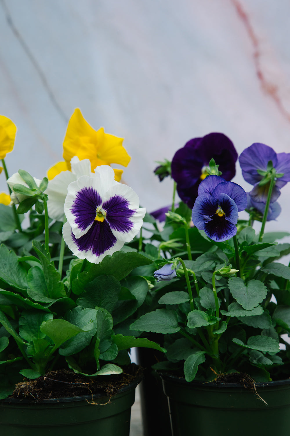 Pansy Mix 4 Pack