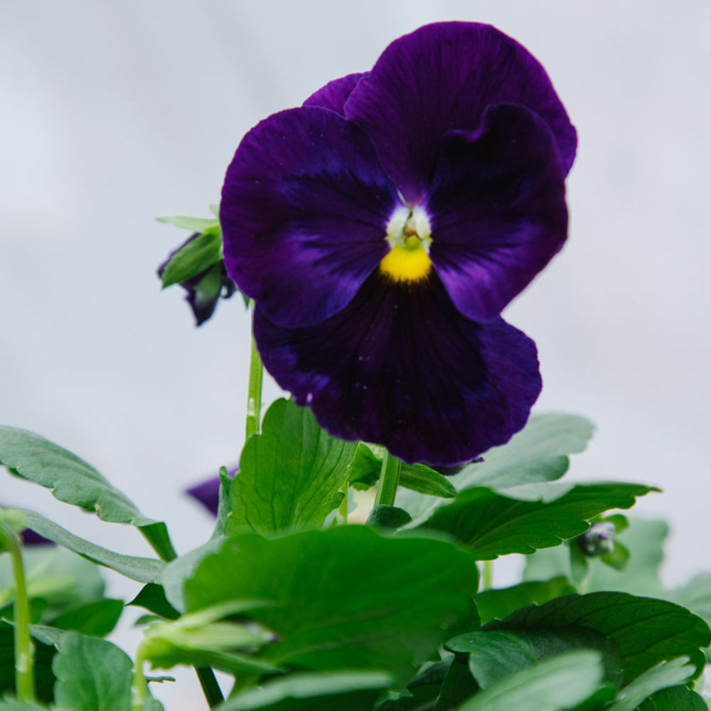 Pansy Purple 4 Pack