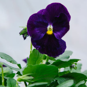 Pansy Purple 4 Pack