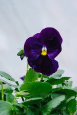 Pansy Mix 4 Pack