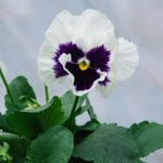 Pansy White 4 Pack