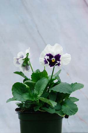 Pansy White 4 Pack