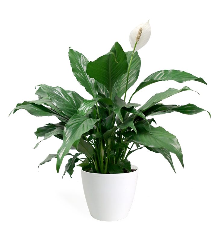 Foshan Youngplants - Sansevieria Stuckyi Bonsai Différentes tailles  Intérieur Extérieur Plante Vivante Sansevieria