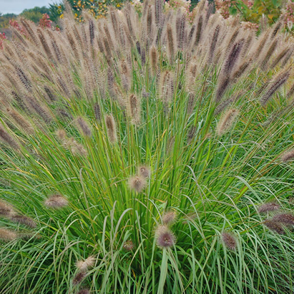 Ginger Love Pennisetum Grass