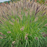 Grass Ginger Love Pennisetum