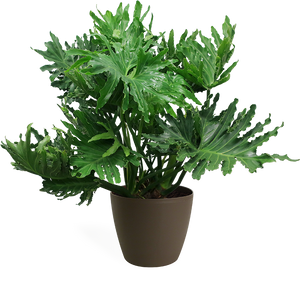 Philodendron Selloum Large
