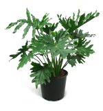 Philodendron Selloum Medium