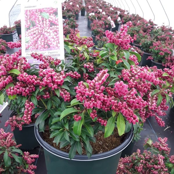 Buy Passion Frost Pieris Japonica, Free Shipping