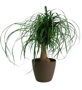 Ponytail Palm Small