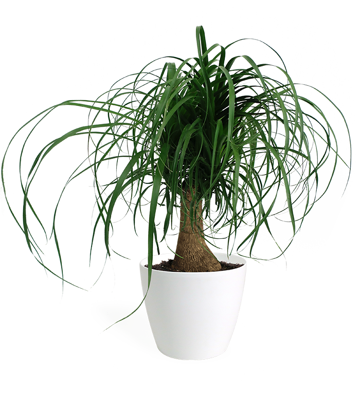 Ponytail Palm Small