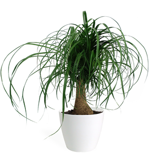 Ponytail Palm Medium