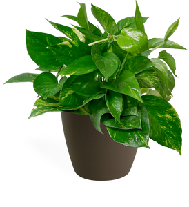 Pothos Golden Small