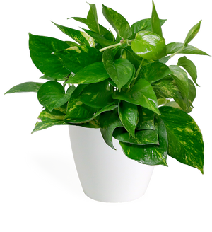 Pothos Golden Small