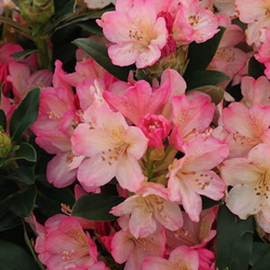 Rhododendron Percy Wiseman