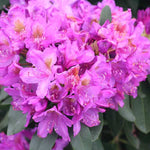 Rhododendron ‘Roseum Elegans’
