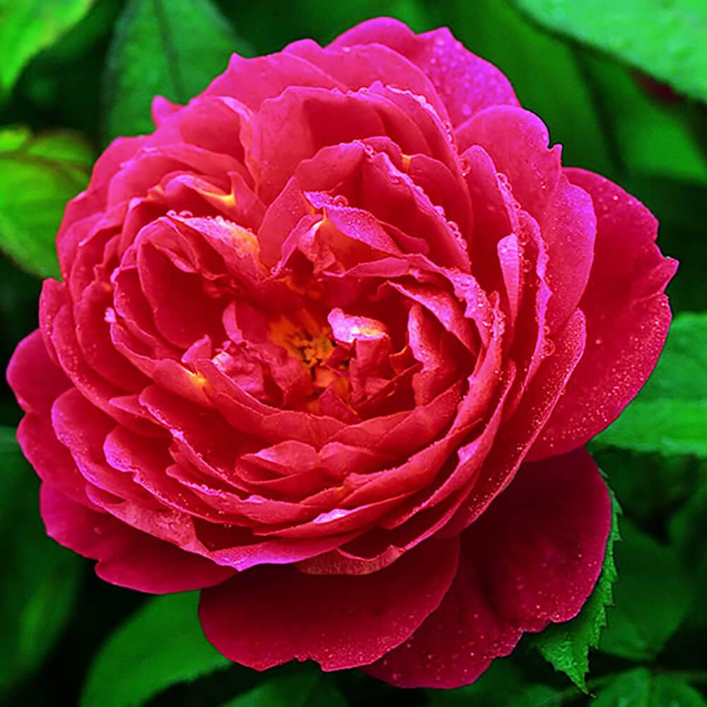 Roses – Tagged shrub – Chelsea Garden Center