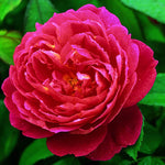 Rose DA Benjamin Britten
