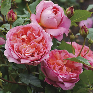 Rose DA Boscobel