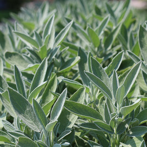 Sage Herb