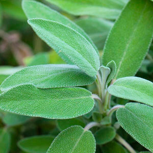 Sage Herb