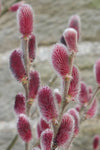 Pussy Willow `MOUNT ASO`