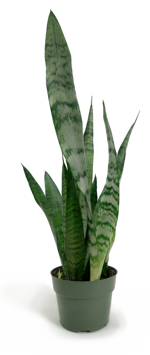 Sansevieria Zeylanica Houseplant Small Chelsea Garden Center 