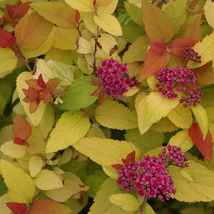 Spirea Double Play Candy Corn