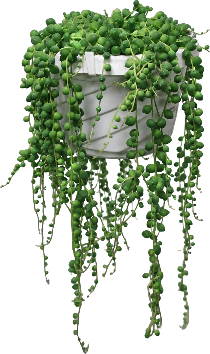 String of Pearls – Plant Shop GR