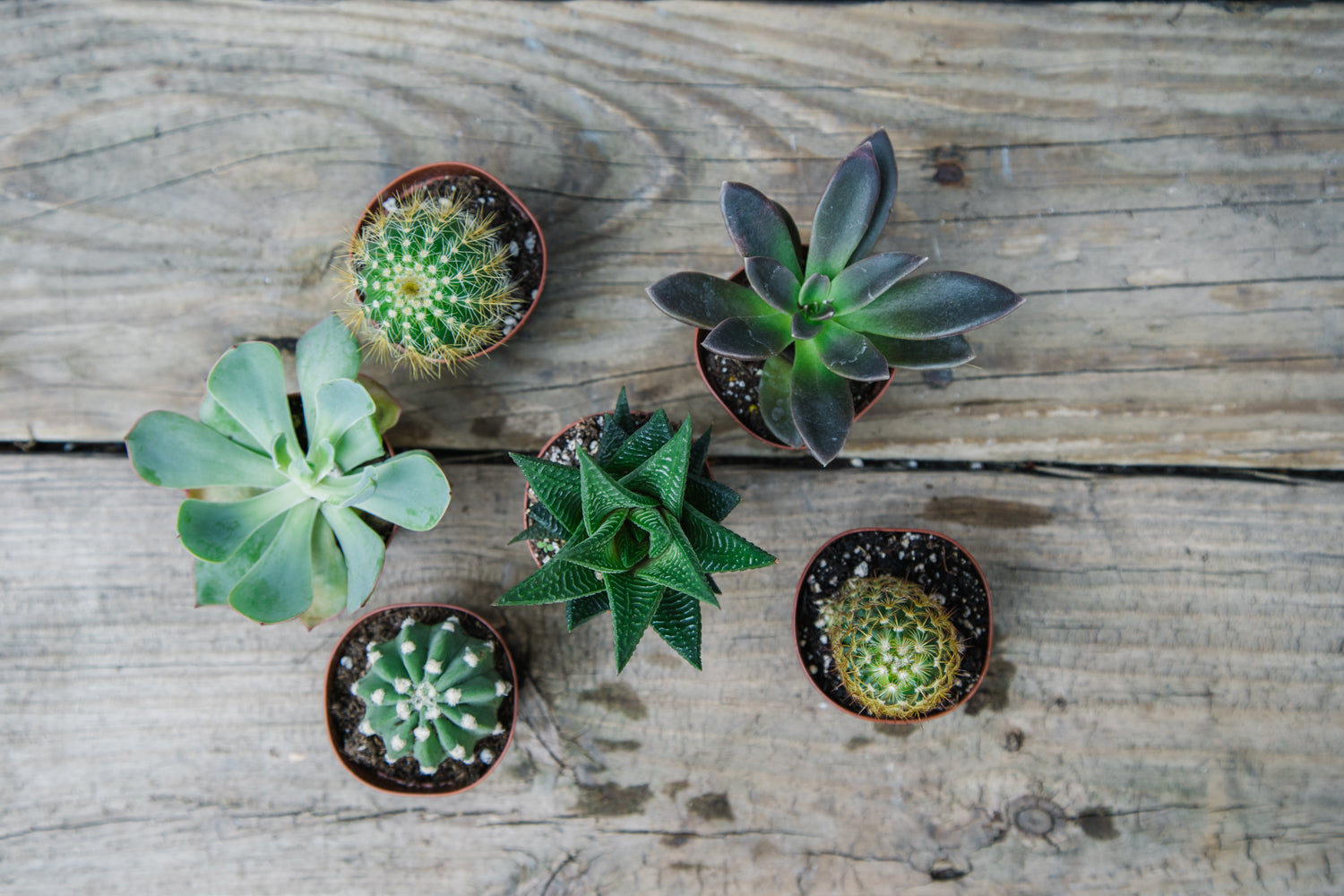 Mini Succulent and Cactus Assortment