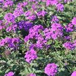 Verbena Homestead purple